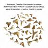 100 Real Fossilized Shark Teeth  Authentic Prehistoric Fossils with Acrylic Display Box  STEM Geology & Science Kit for Kids and Collectors  Fossil King view 4
