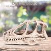 EFFNILIM Desktop Decor Dinosaur Skull Model Resin Dinosaur Skull Model Simulated Animal Skeleton Home Decor Craft Teaching Prop view 2