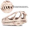 EFFNILIM Desktop Decor Dinosaur Skull Model Resin Dinosaur Skull Model Simulated Animal Skeleton Home Decor Craft Teaching Prop view 3