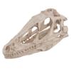 EFFNILIM Desktop Decor Dinosaur Skull Model Resin Dinosaur Skull Model Simulated Animal Skeleton Home Decor Craft Teaching Prop view 4