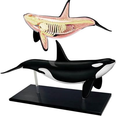 4D Whale Organ Anatomy Model, Whale Anatomical Model, Detachable 16 Parts, Animal Anatomical Organ Medical Teaching Model for Demonstration Science Study.