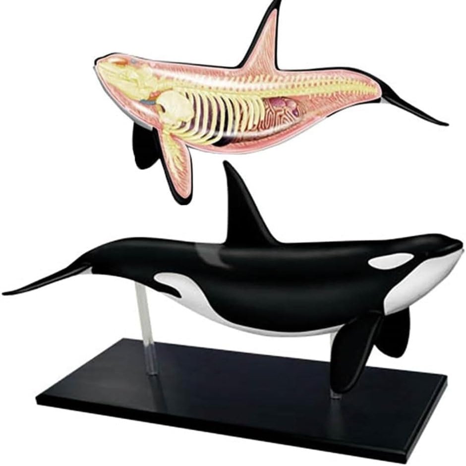 4D Whale Organ Anatomy Model, Whale Anatomical Model, Detachable 16 Parts, Animal Anatomical Organ Medical Teaching Model for Demonstration Science Study.