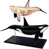 4D Whale Organ Anatomy Model, Whale Anatomical Model, Detachable 16 Parts, Animal Anatomical Organ Medical Teaching Model for Demonstration Science Study. view 1