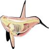 4D Whale Organ Anatomy Model, Whale Anatomical Model, Detachable 16 Parts, Animal Anatomical Organ Medical Teaching Model for Demonstration Science Study. view 3