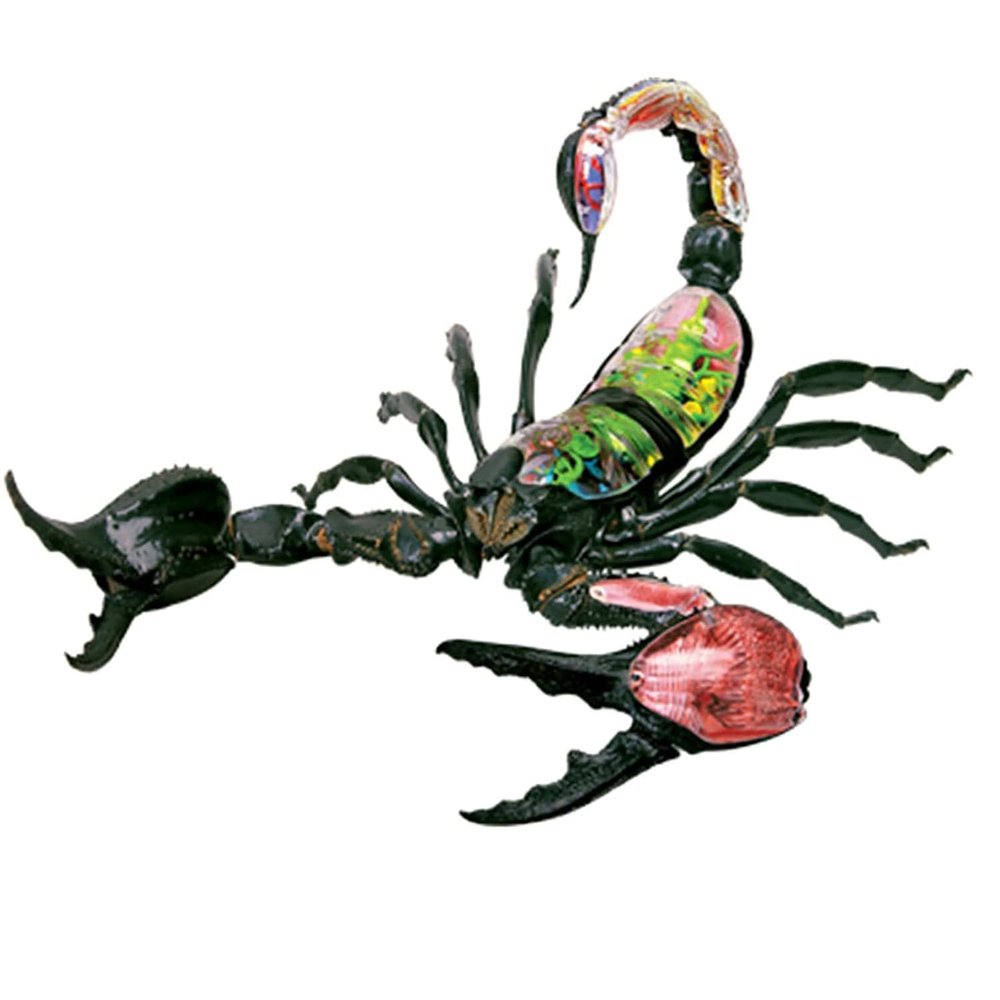 4D Scorpion Anatomy Model, Insects Organ Anatomy Model, Animal Teaching Model with Removable 29 Parts, Three Dimensional Puzzle Parent-Child Toy, for Science Study