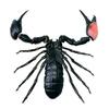 4D Scorpion Anatomy Model, Insects Organ Anatomy Model, Animal Teaching Model with Removable 29 Parts, Three Dimensional Puzzle Parent-Child Toy, for Science Study view 4
