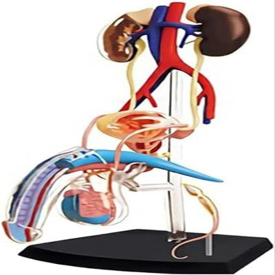 4D Male Reproductive System Model, Reproductive System Anatomical Model of Human Organs, Detachable 25 Parts Male Genitourinary System Model, for Scientific Medical Classroom Learning