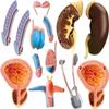 4D Male Reproductive System Model, Reproductive System Anatomical Model of Human Organs, Detachable 25 Parts Male Genitourinary System Model, for Scientific Medical Classroom Learning view 2