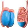 4D Male Reproductive System Model, Reproductive System Anatomical Model of Human Organs, Detachable 25 Parts Male Genitourinary System Model, for Scientific Medical Classroom Learning view 4