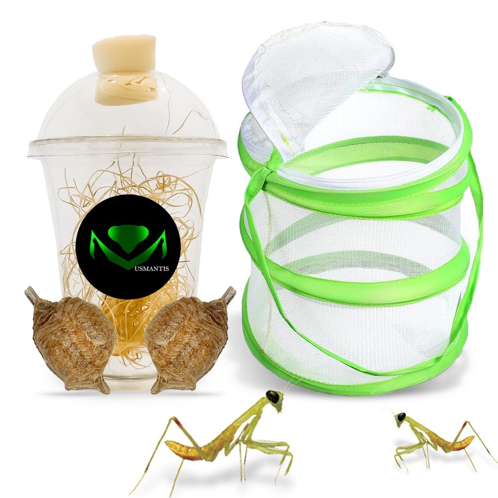 USMANTIS Praying Mantis Egg CasesT Sinensis (Two Egg Case) Comes with Habitat Cup & Mesh Habitat Cage for Indoor & Outdoor Hatching & STEM Projects, Live Mantis Eggs Ootheca Producing 50200 Nymphs