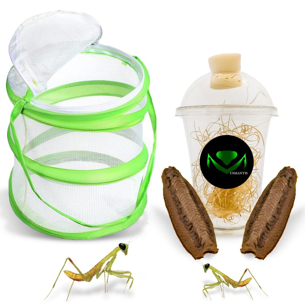 USMANTIS Carolina Praying Mantis Habitat Kit with (Two Egg Cases) - Use Indoor & Outdoor Hatching This Praying Egg Cases & Comes with Mantis Hatching Bag, Each Egg Case Produces 50 to 200 Nymphs