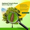 USMANTIS Carolina Praying Mantis Habitat Kit with (Two Egg Cases) - Use Indoor & Outdoor Hatching This Praying Egg Cases & Comes with Mantis Hatching Bag, Each Egg Case Produces 50 to 200 Nymphs view 2