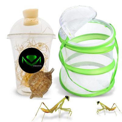 USMANTIS Praying Mantis Egg CasesT Sinensis (One Egg Case) Comes with Habitat Cup & Mesh Habitat Cage for Indoor & Outdoor Hatching & STEM Projects, Live Mantis Eggs Ootheca Producing 50200 Nymphs