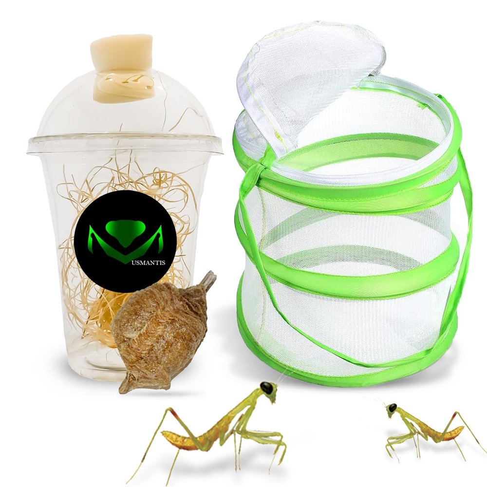 USMANTIS Praying Mantis Egg CasesT Sinensis (One Egg Case) Comes with Habitat Cup & Mesh Habitat Cage for Indoor & Outdoor Hatching & STEM Projects, Live Mantis Eggs Ootheca Producing 50200 Nymphs
