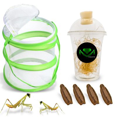 USMANTIS Carolina Praying Mantis Habitat Kit with (Four Egg Cases) - Use Indoor & Outdoor Hatching This Praying Egg Cases & Comes with Mantis Hatching Bag, Each Egg Case Produces 50 to 200 Nymphs