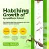 USMANTIS Carolina Praying Mantis Habitat Kit with (Four Egg Cases) - Use Indoor & Outdoor Hatching This Praying Egg Cases & Comes with Mantis Hatching Bag, Each Egg Case Produces 50 to 200 Nymphs view 4