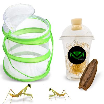 USMANTIS Carolina Praying Mantis Habitat Kit with (One Egg Cases) - Use Indoor & Outdoor Hatching This Praying Egg Cases & Comes with Mantis Hatching Bag, Each Egg Case Produces 50 to 200 Nymphs