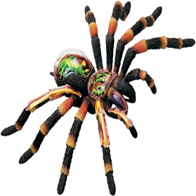 4D Spider Anatomy Models,Simulation Puzzle Assembly Toy, Removable 33 Parts Organs and Body Parts Model for Study Teaching Animal Anatomical Model.