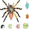 4D Spider Anatomy Models,Simulation Puzzle Assembly Toy, Removable 33 Parts Organs and Body Parts Model for Study Teaching Animal Anatomical Model. view 4