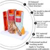 14 X Blood Vessel Anatomical Model, Anatomical Vessel Atherosclerosis Thbus Vascular Model, Human Artery Anatomy Model Cardiovascular Model for Science Education Teaching Model Display  view 3
