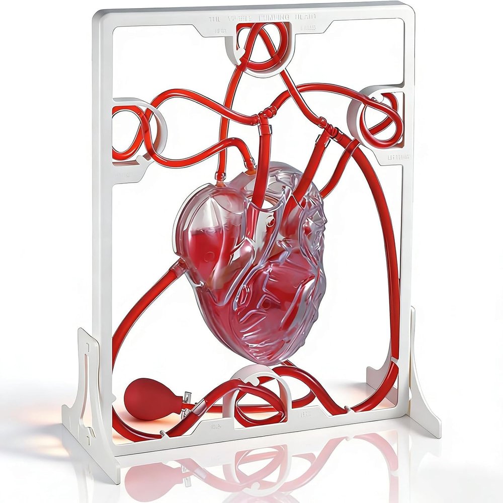 3D Heart Blood Circulation Model, Biological Science Experiment, Medical Teaching Model with Squeeze Ball Pump, Assemble It Yourself, for Healthcare use for Classroom and Clinic Presentations