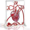 3D Heart Blood Circulation Model, Biological Science Experiment, Medical Teaching Model with Squeeze Ball Pump, Assemble It Yourself, for Healthcare use for Classroom and Clinic Presentations view 1