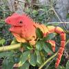 3D Printed Stuff 3D Prints Realistic Lizard Articulated for Stress Relief Home Office Decompression Decor Executive Desk Toys-Blue Rainbow||19.5cm/7.7in view 4