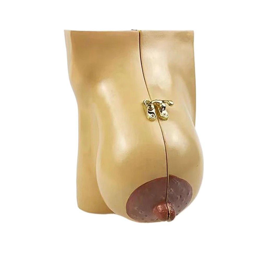 3 Size Human Pathological Female Breast Model Disease Cancer Anatomical Breast Lactation Models Education Tools