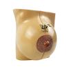 3 Size Human Pathological Female Breast Model Disease Cancer Anatomical Breast Lactation Models Education Tools view 2