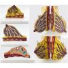 3 Size Human Pathological Female Breast Model Disease Cancer Anatomical Breast Lactation Models Education Tools view 4
