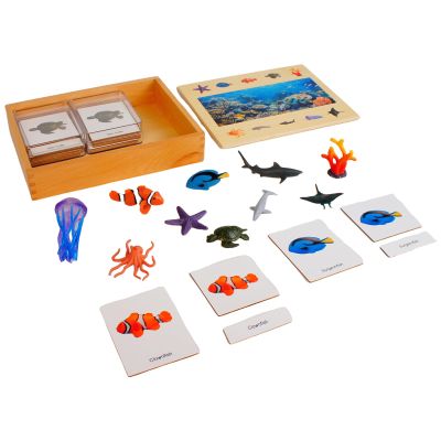 ancona Ecosystem- Coral Reef Animals, Spanish/Simplified Chinese with Pinyin Bilingual, Montessori Preschool Memory Matching Game Box Set with Animal Figurines & 3-Part Cards, Early Education Toy