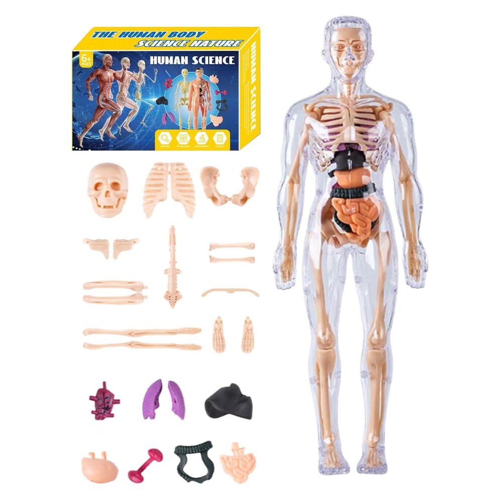 3D Anatomy Model - 18in Human Body Structure Assembly Kit, Anatosmical Educational Body Model, Detailed Organ System Models | Scientific Learning Tool