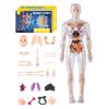 3D Anatomy Model - 18in Human Body Structure Assembly Kit, Anatosmical Educational Body Model, Detailed Organ System Models | Scientific Learning Tool view 1