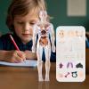 3D Anatomy Model - 18in Human Body Structure Assembly Kit, Anatosmical Educational Body Model, Detailed Organ System Models | Scientific Learning Tool view 2