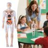 3D Anatomy Model - 18in Human Body Structure Assembly Kit, Anatosmical Educational Body Model, Detailed Organ System Models | Scientific Learning Tool view 3