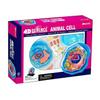 4D Animal Cell Model, 24 Detachable Parts Cell Organs Cell Animal Learning Model Microbiology Structure Under The Microscope, for Training and Teaching Demonstration view 1