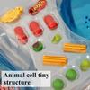 4D Animal Cell Model, 24 Detachable Parts Cell Organs Cell Animal Learning Model Microbiology Structure Under The Microscope, for Training and Teaching Demonstration view 3