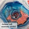 4D Animal Cell Model, 24 Detachable Parts Cell Organs Cell Animal Learning Model Microbiology Structure Under The Microscope, for Training and Teaching Demonstration view 4