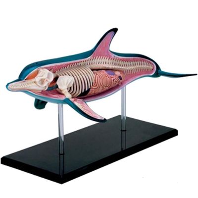 4D Vision Dolphin Anatomy Model, Detachable 18 Organs and Body Parts, Simulated Dolphin Dissection Kit, for Medical Demonstration