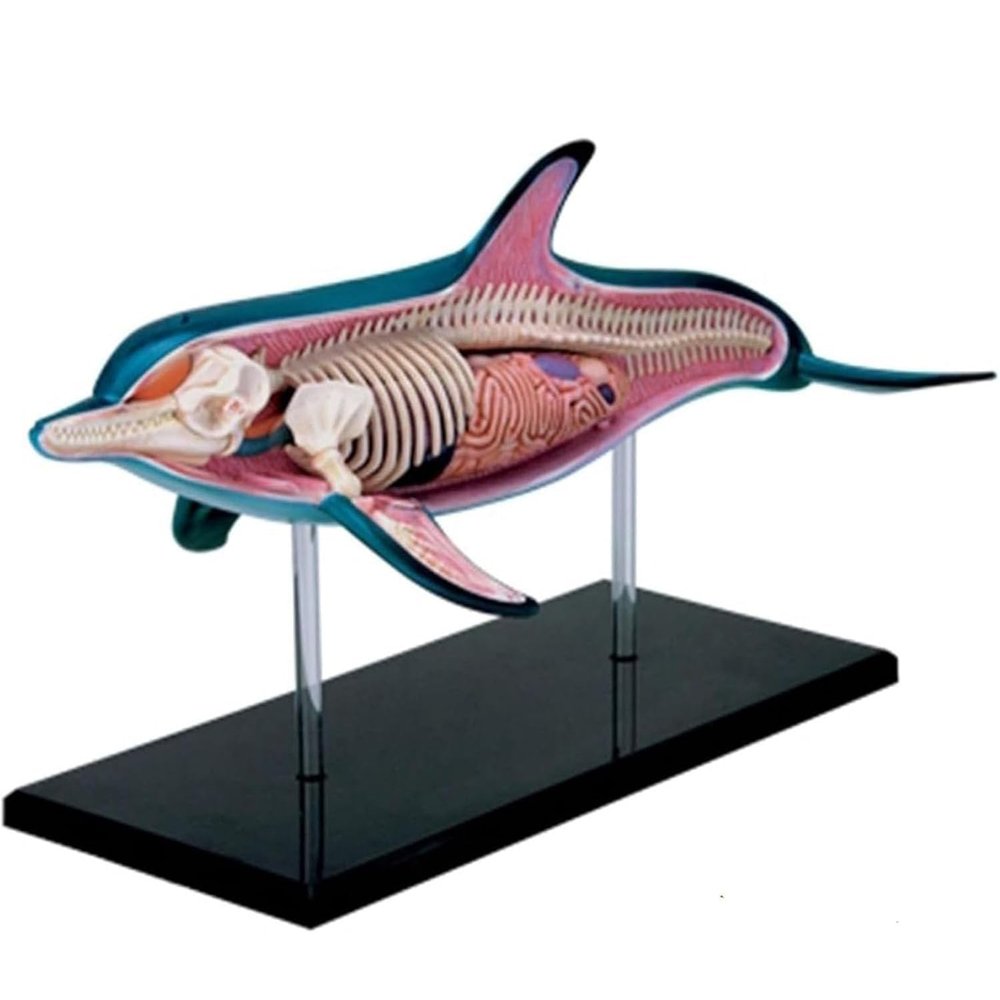 4D Vision Dolphin Anatomy Model, Detachable 18 Organs and Body Parts, Simulated Dolphin Dissection Kit, for Medical Demonstration