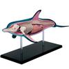 4D Vision Dolphin Anatomy Model, Detachable 18 Organs and Body Parts, Simulated Dolphin Dissection Kit, for Medical Demonstration view 1