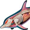 4D Vision Dolphin Anatomy Model, Detachable 18 Organs and Body Parts, Simulated Dolphin Dissection Kit, for Medical Demonstration view 3