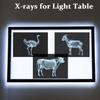 16 Animal X-Ray Set, Educational Science Kit for Kids to Explore Bone Structures for Lightstand Accessories, Light and Shadow Areas (Farm Collection) view 3
