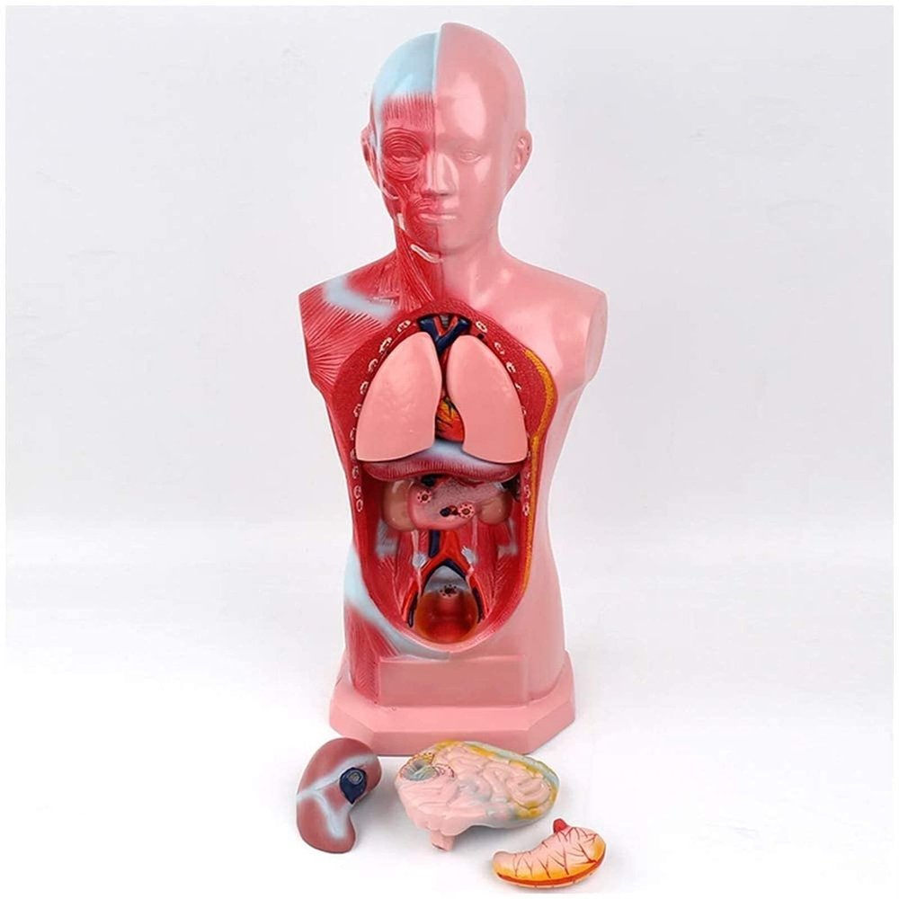 4D visualization of The Heart and Digestive System Structure Anatomical Model of Male Adolescent Human Internal Organs Medical Model