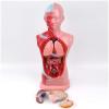 4D visualization of The Heart and Digestive System Structure Anatomical Model of Male Adolescent Human Internal Organs Medical Model view 1