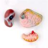 4D visualization of The Heart and Digestive System Structure Anatomical Model of Male Adolescent Human Internal Organs Medical Model view 2