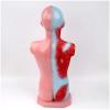 4D visualization of The Heart and Digestive System Structure Anatomical Model of Male Adolescent Human Internal Organs Medical Model view 3