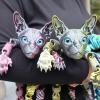 3D Printer Toys 3D Prints Sphynx Cat Articulated for Stress Relief Home Office Decompression Decor Executive Desk Toys-Laser Red||23cm/9.1in view 3