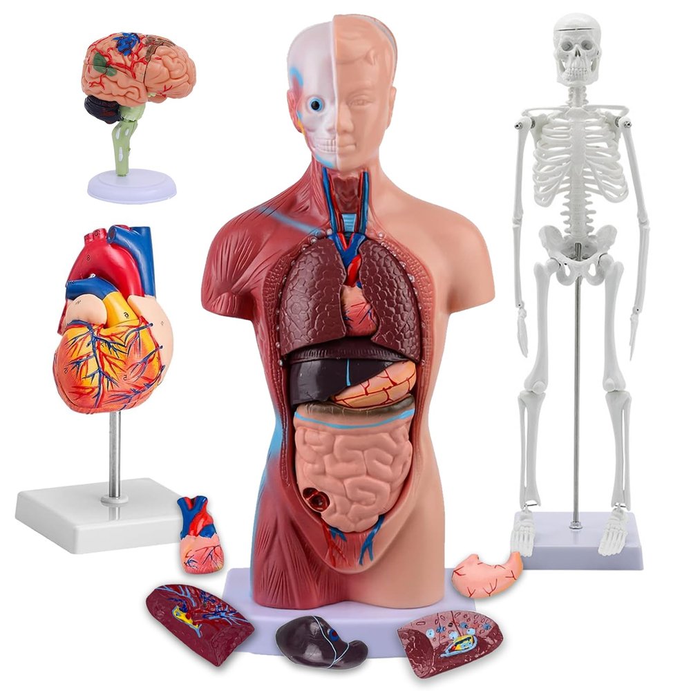 4-Piece Human Body Model Kit: Includes Heart, Brain, Torso, and Skeleton with Removable Parts & 3D Guide Booklet for Kids' Anatomy & Physiology Education