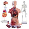 4-Piece Human Body Model Kit: Includes Heart, Brain, Torso, and Skeleton with Removable Parts & 3D Guide Booklet for Kids' Anatomy & Physiology Education view 1